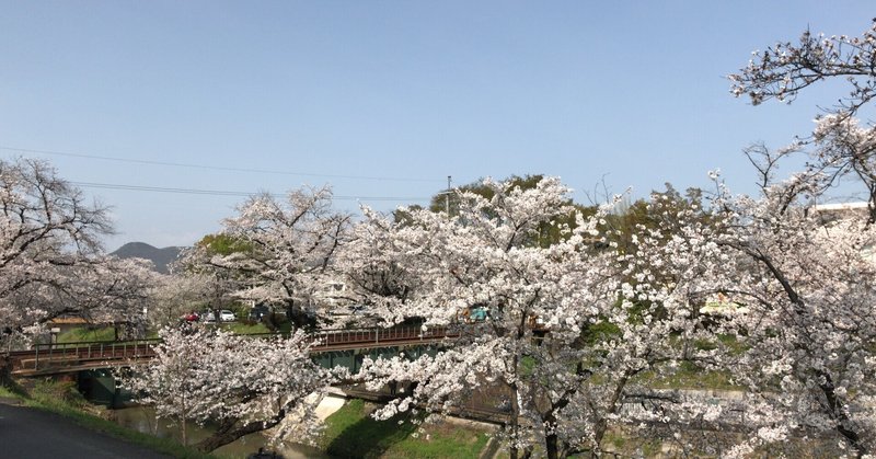 岐阜県でも屈指の桜の名所を。　　　　　(ちらっと。)
