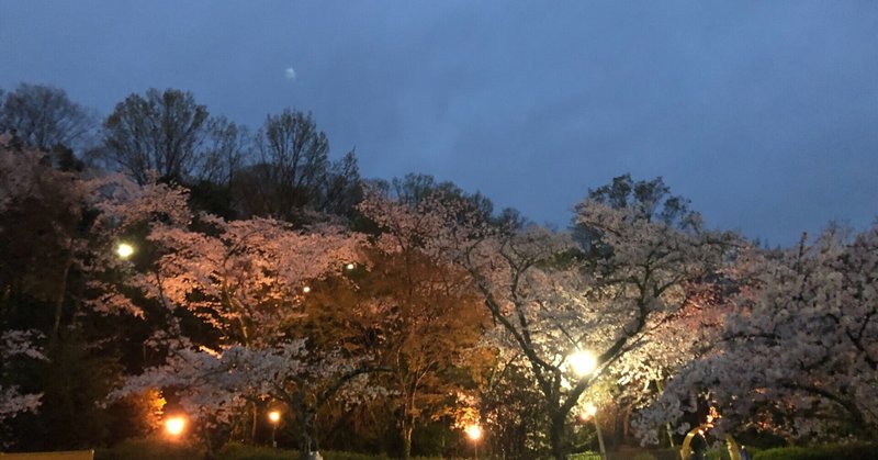 長野公園さくらと光の回廊21 奥河内さくら公園の夜桜 南 奥河内から情報発信 フォロバ100 相互フォロー歓迎 毎日更新 彡 Note