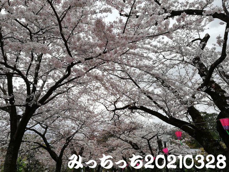 20210328桜並木