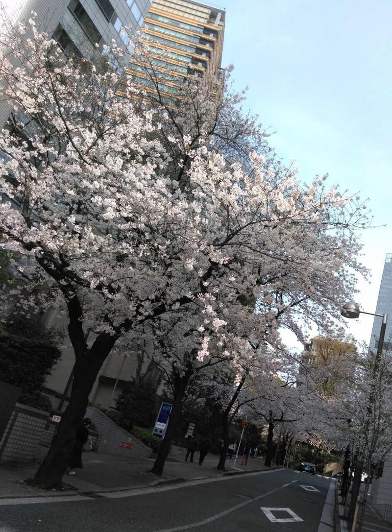 桜　溜池山王032701