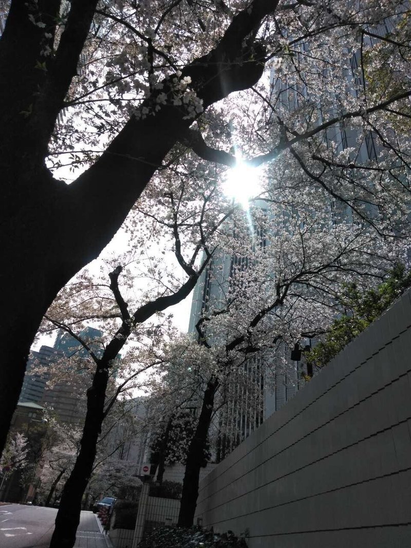 桜　溜池山王032702