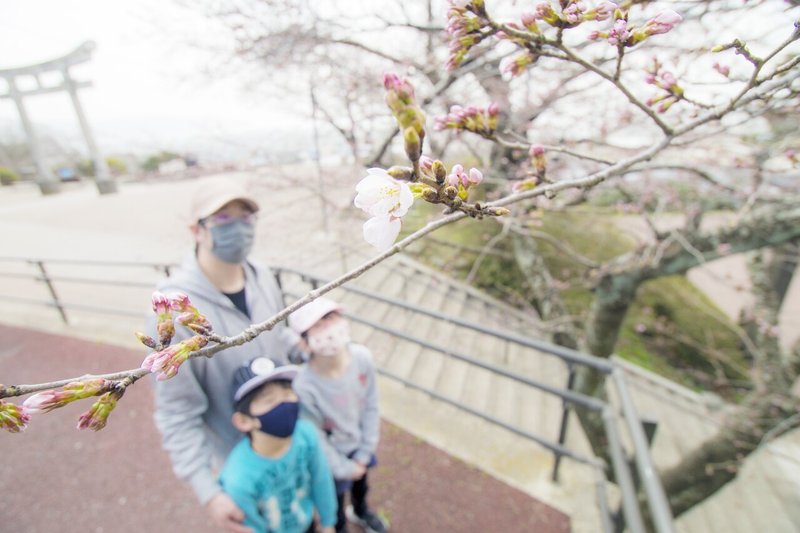 日和山の桜開花始まる (3)