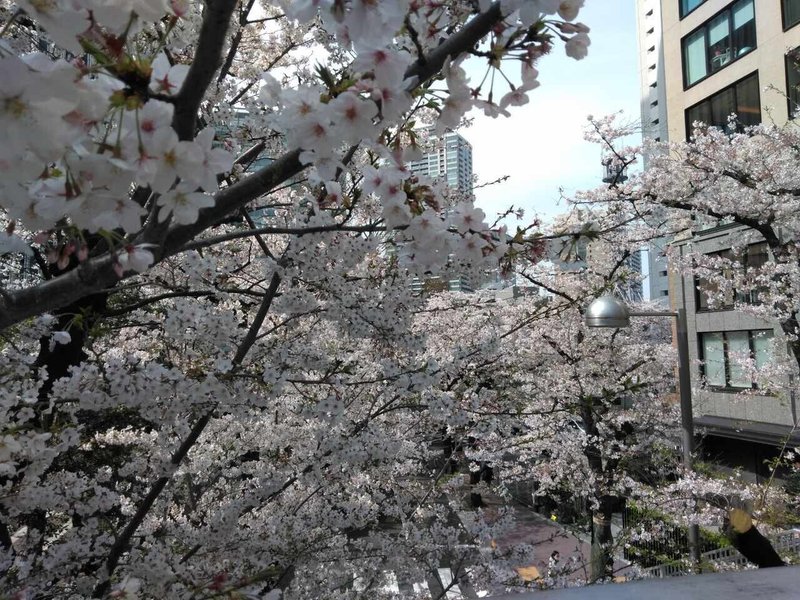 桜　溜池山王032705