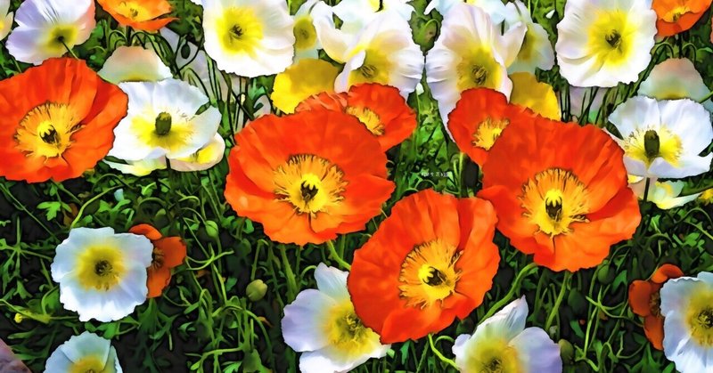 3月30日 誕生花は西比利亜雛罌粟 誕生花短歌 御子柴 流歌 Note