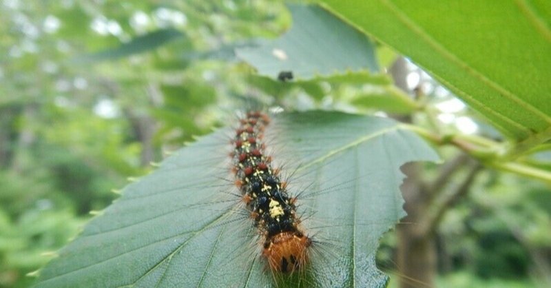 マイマイガ の新着タグ記事一覧 Note つくる つながる とどける