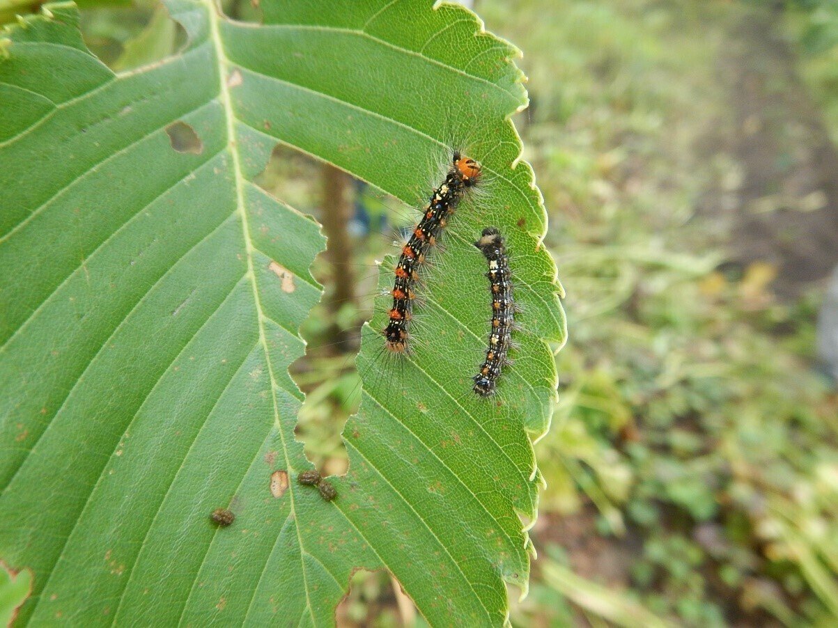 マイマイガに関する注意喚起 三宅支庁産業課 Note マイマイガに関する注意喚起 三宅支庁産業課 Note