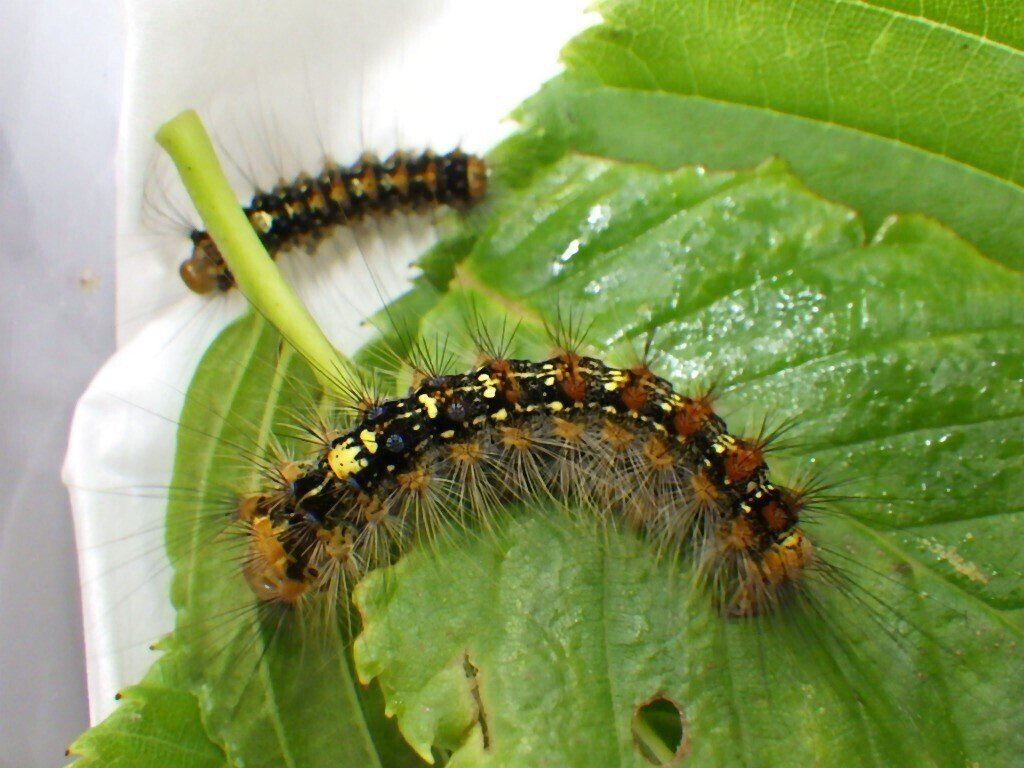 マイマイガに関する注意喚起 三宅支庁産業課 Note マイマイガに関する注意喚起 三宅支庁産業課 Note