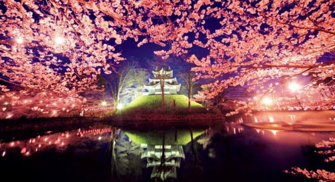 日本三大夜桜 上野公園 はなこ Note