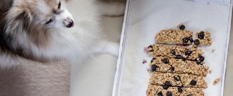 犬のダイエットにも ブルーベリーオーツクッキー 手作り犬おやつレシピ いちかわあやこ 犬ごはん先生 Note