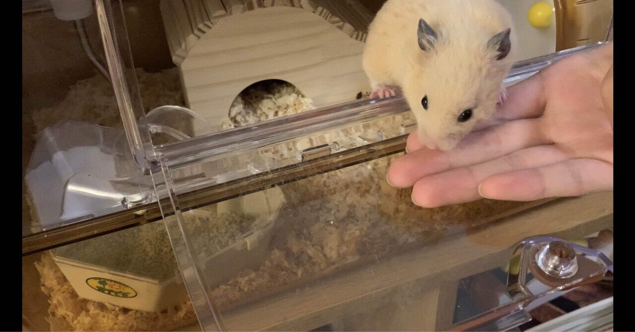 作家様　リス　ハムスター　ネズミ　ぬいぐるみ　羊毛フェルト　ポンポン　4体セット Amazon.co.jp: スターターセット（針・マット）付き 羊毛