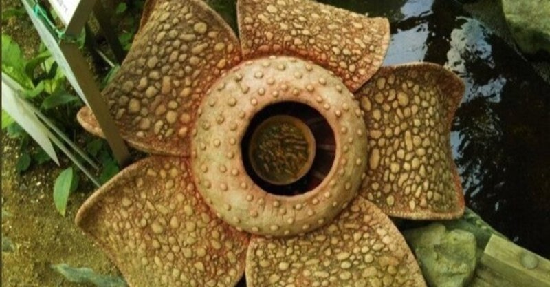 全集中の花 世界最大の花を持つラフレシアの秘密 Dino いきもの雑学プレゼンター Note 全集中の花 世界最大の花を持つラフレシアの秘密 Dino いきもの雑学プレゼンター Note