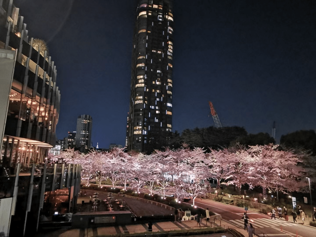 千葉の夜桜 Newbraiton Note