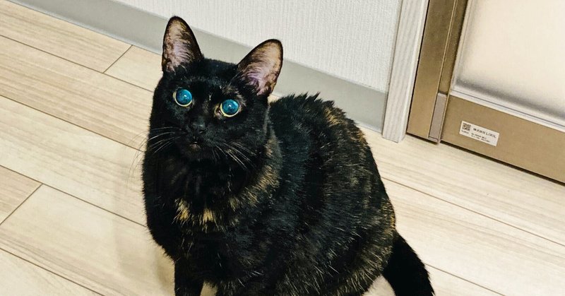 後編 一人暮らし代女 全盲の保護猫を飼う トライアル編 紅葉 もみじ Note
