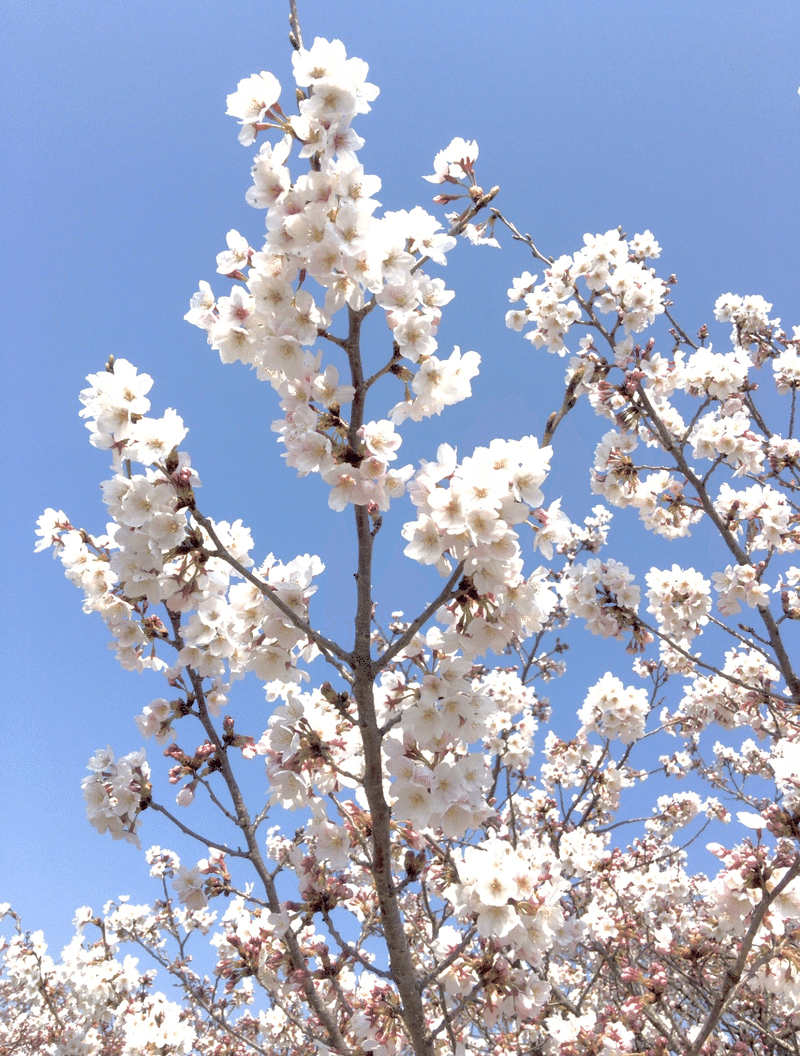 桜 って どんな働きがあるか知ってますか 癒しの薬剤師yutaka Herbs Note 桜 って どんな働きがあるか知ってますか 癒しの薬剤師yutaka Herbs Note