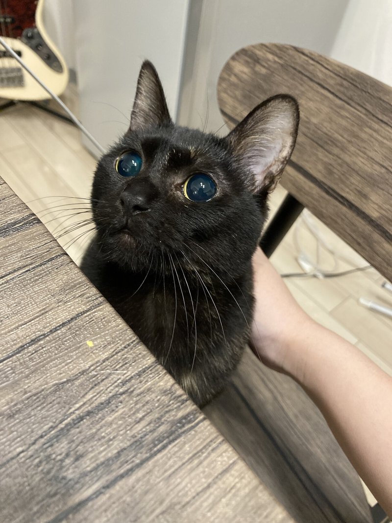後編 一人暮らし代女 全盲の保護猫を飼う トライアル編 紅葉 もみじ Note 後編 一人暮らし代女 全盲の保護猫を飼う トライアル編 紅葉 もみじ Note