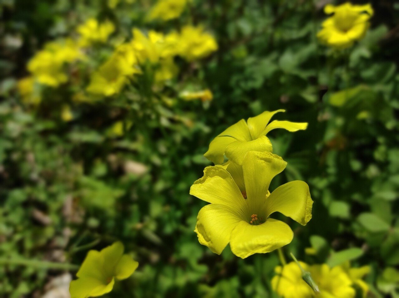 カタバミの花は 食べられる シュウ酸という毒素について ちょっと調べてみた 本田範隆 Note