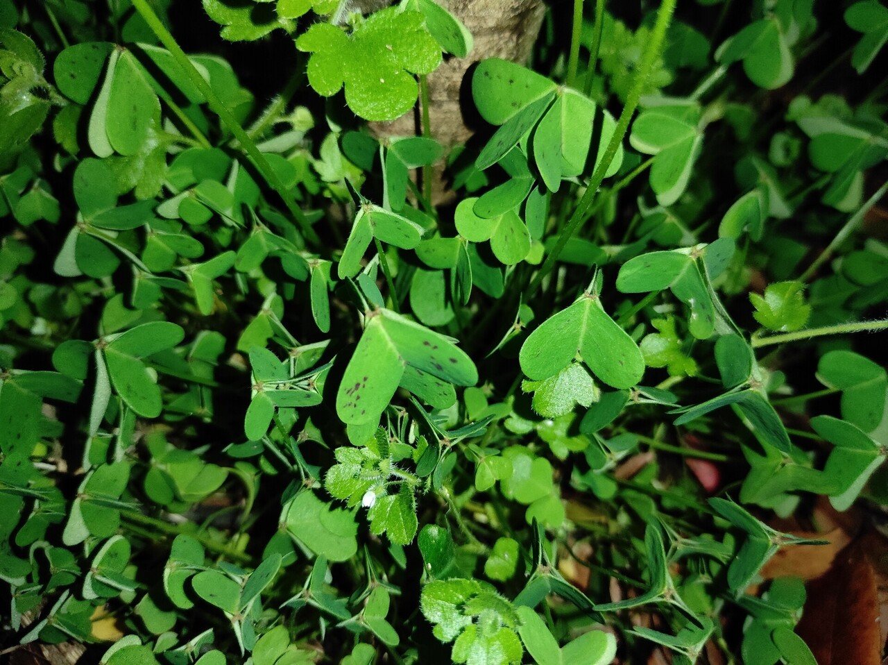 カタバミの花は 食べられる シュウ酸という毒素について ちょっと調べてみた 本田範隆 Note