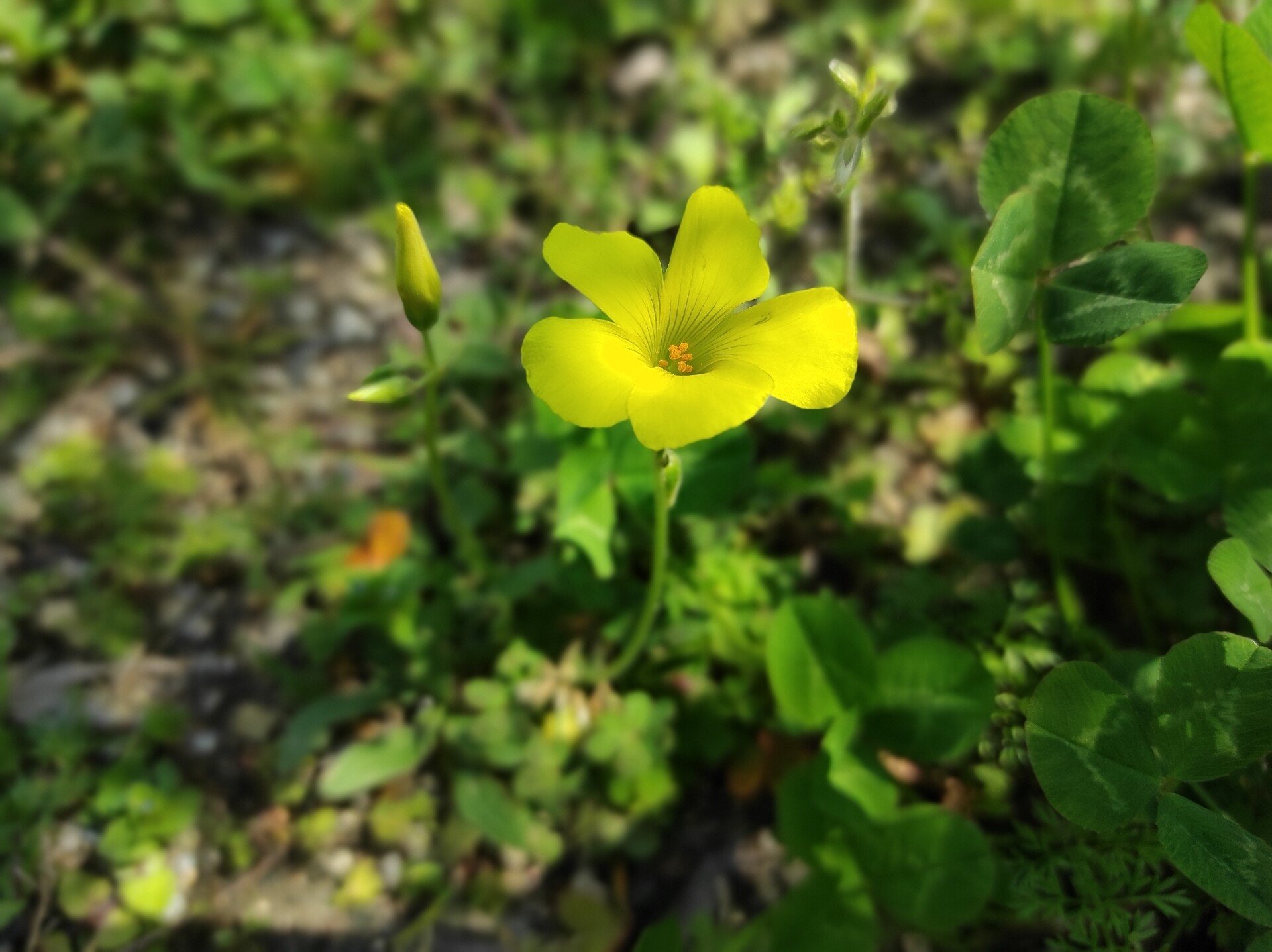 カタバミの花は 食べられる シュウ酸という毒素について ちょっと調べてみた 本田範隆 Note