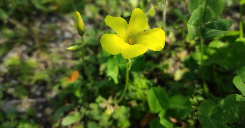 カタバミの花は 食べられる シュウ酸という毒素について ちょっと調べてみた 本田範隆 Note