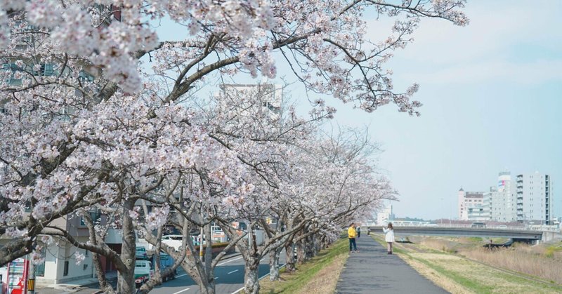 茨城の桜スポット🌸