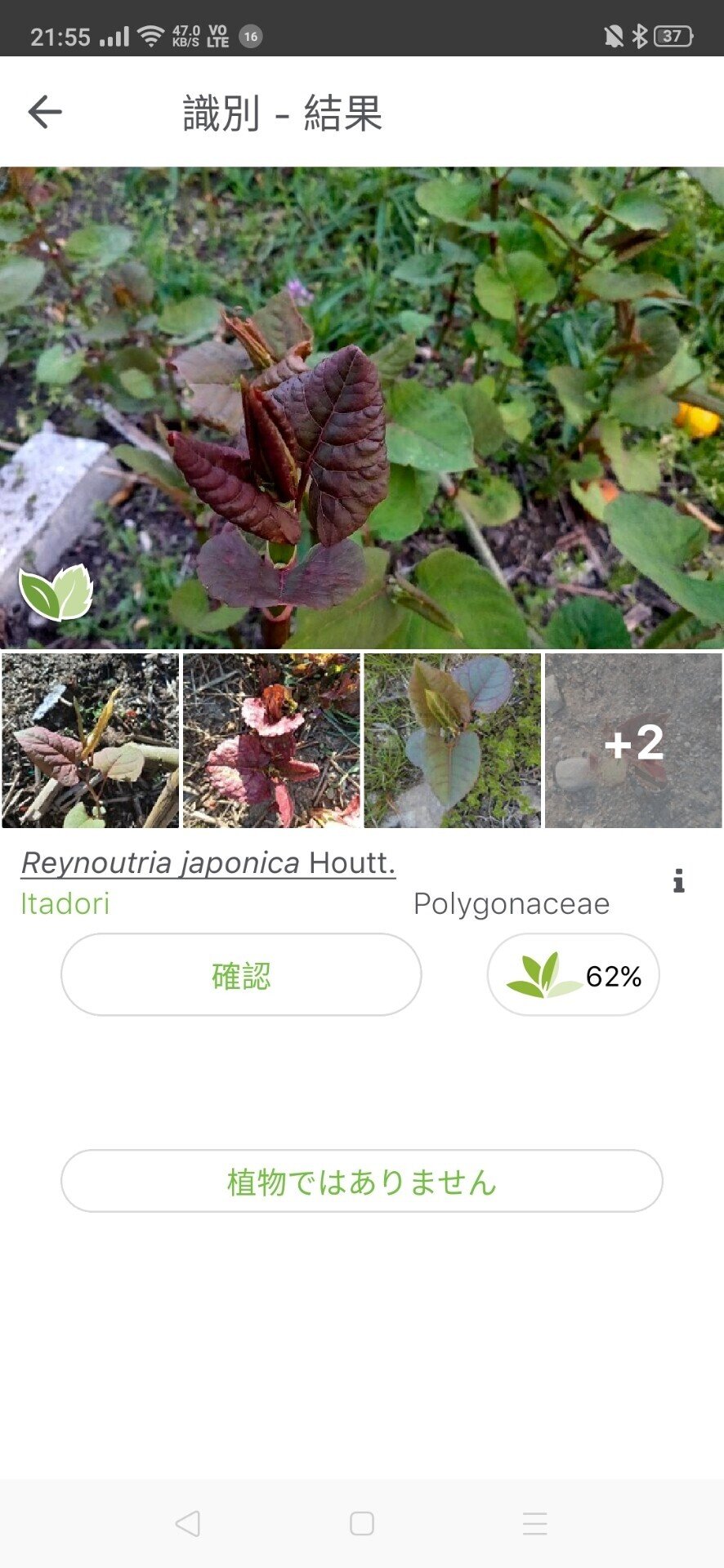 採れたてイタドリのペペロンチーノ からちゃん 島旅農園 ほとり Note 採れたてイタドリのペペロンチーノ からちゃん 島旅農園 ほとり Note