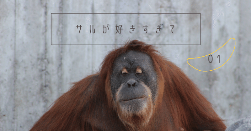 あなたの 好き をぶつけてください おらゑもんさん編 サル が好きすぎて 第1回 動物園が救ってくれた なかむらしょうこの眼鏡越し Note あなたの 好き をぶつけてください おらゑもんさん編 サル が好きすぎて 第1回 動物園が救ってくれた なかむらしょうこの眼鏡越し Note