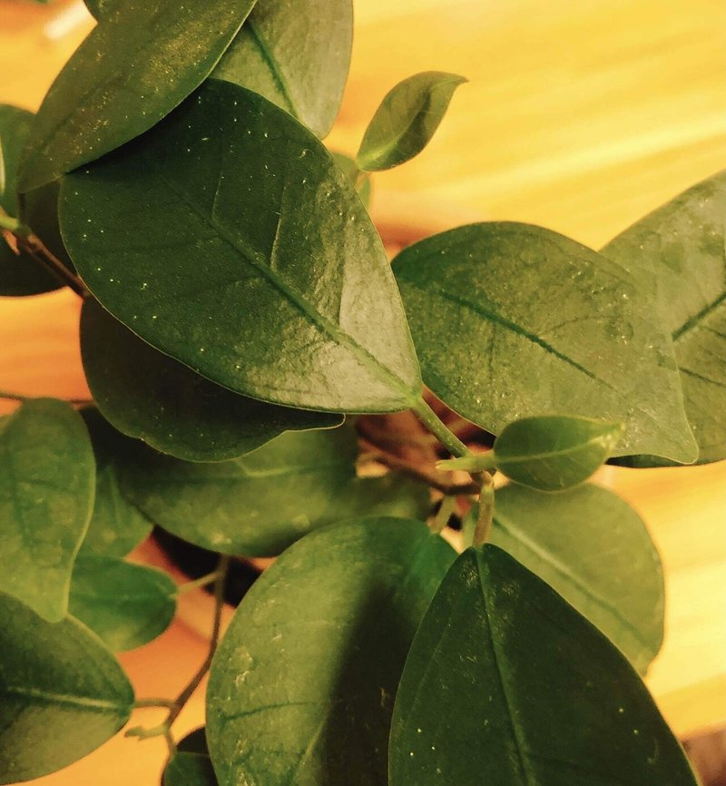 今日は一粒万倍日 いつの間にか がじゅまるに新しい葉っぱが増えていました まんまる星 Note