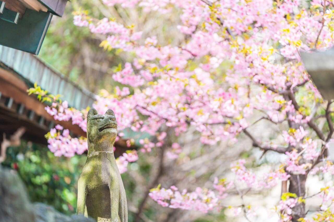 桜花」特別御朱印のお知らせ|小野照崎神社 桜花」特別御朱印のお知らせ|小野照崎神社