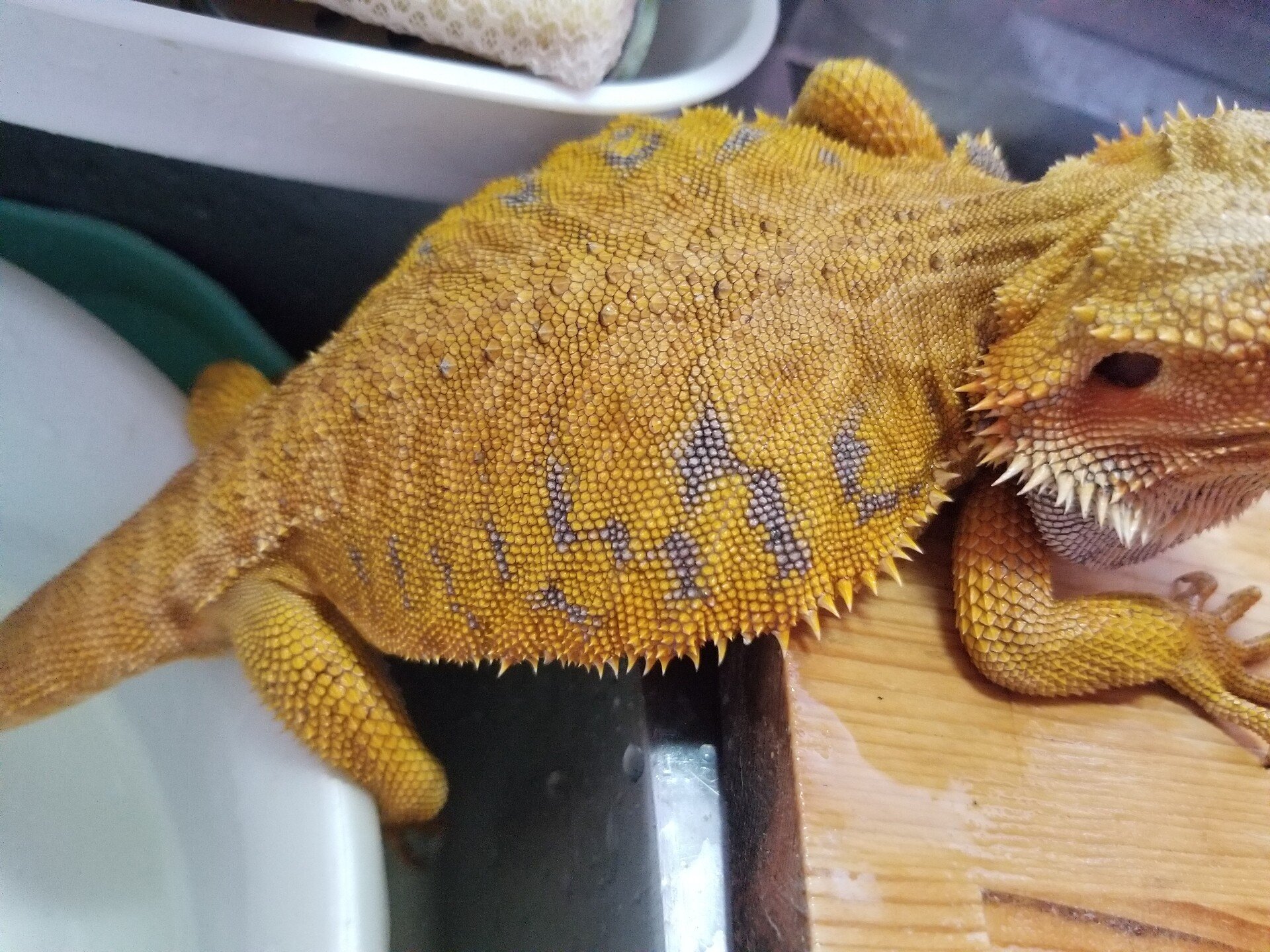 フトアゴヒゲトカゲの生存戦略から学ぶ、ペットとして飼う時の選び方Lv