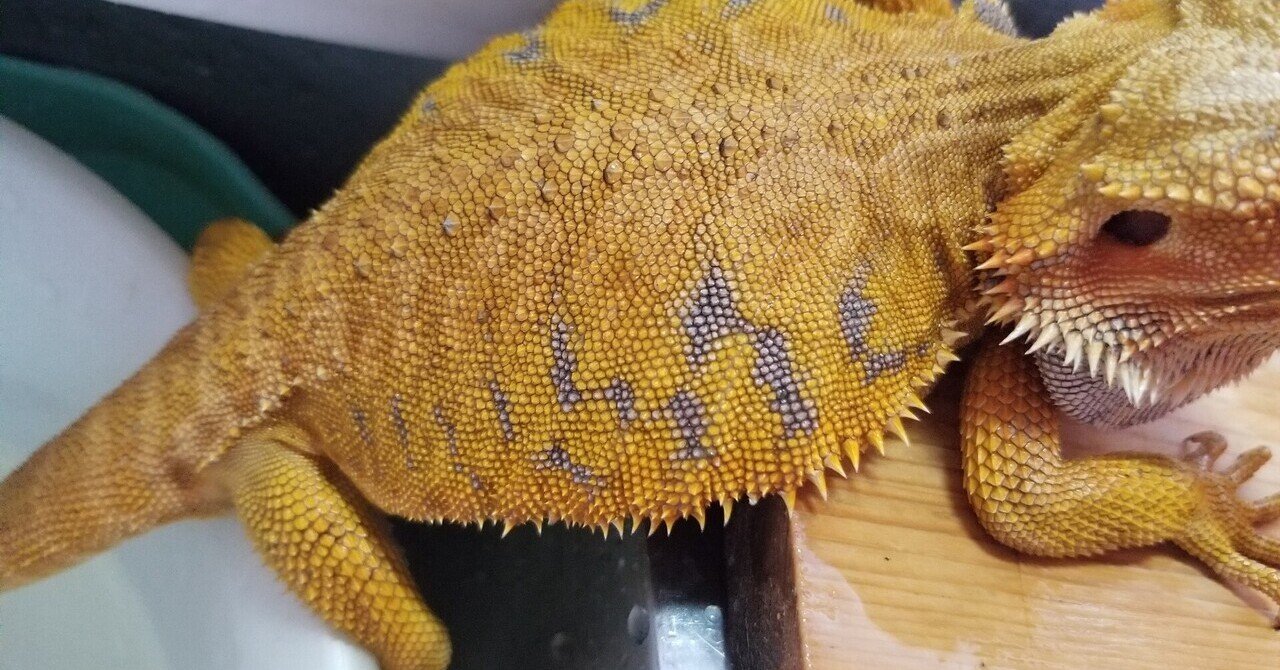 フトアゴヒゲトカゲの生存戦略から学ぶ ペットとして飼う時の選び方lv 2 ミル エスカマスのちょっと変わった爬虫類の参考書 Note フトアゴヒゲトカゲの生存戦略から学ぶ ペットとして飼う時の選び方lv 2 ミル エスカマスのちょっと変わった爬虫類の参考書 Note