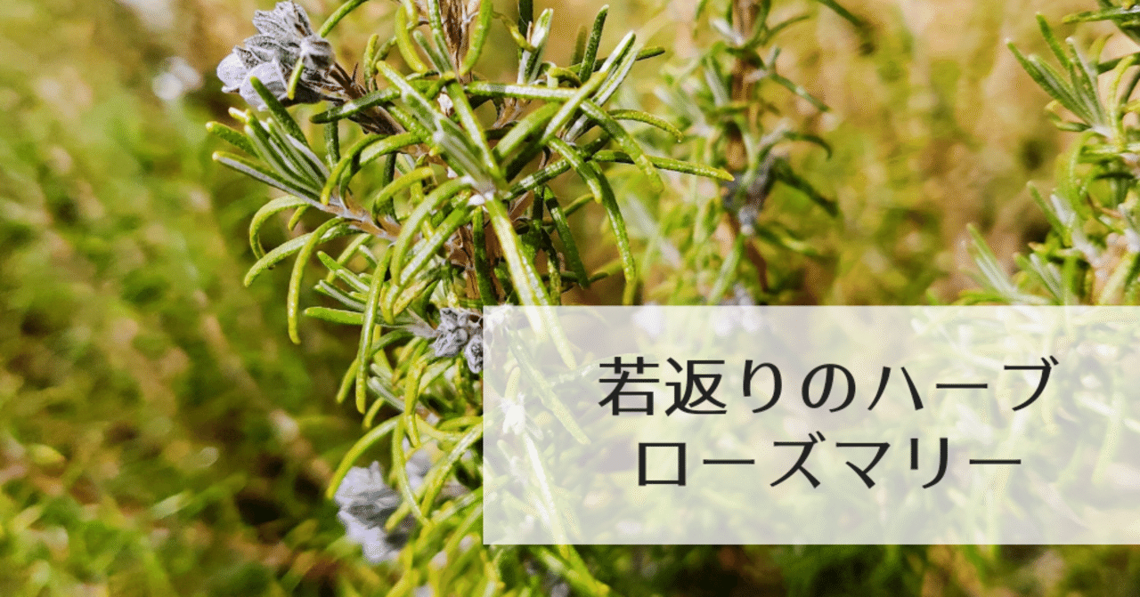 ５年越しで やっと花が咲いた ローズマリー 修家大雄 レストラン ラ フェ Note