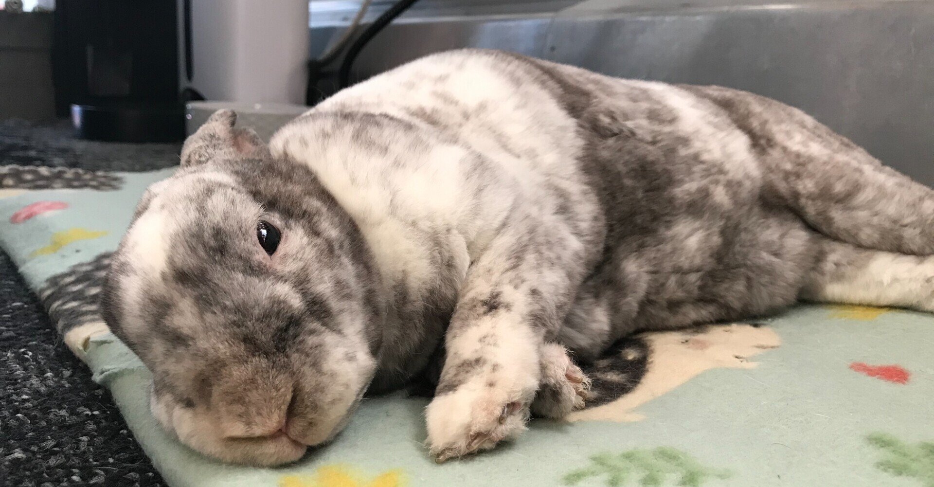 4匹のうさぎと暮らすわたしが 他の人にうさぎを飼うのをおすすめしない理由 Daisy Barber Note