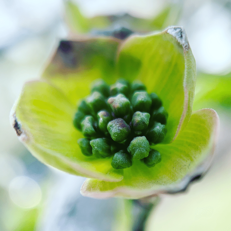 #そのへんの3cm vol.343 #花水木 #ハナミズキ #スマホ写真 #iphone #写真日記 #naturephotography #写真好きな人と繋がりたい #路上観察 #1inch_around_you #clarendon #埼玉県越谷市 