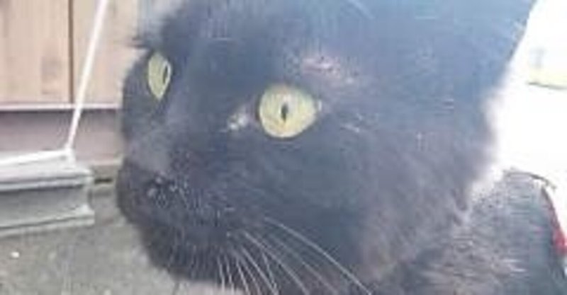 クロちゃんのサイドストリー Npo法人あすねこ Note