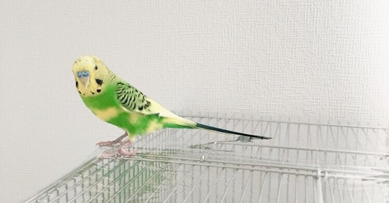 インコの表情 の新着タグ記事一覧 Note つくる つながる とどける