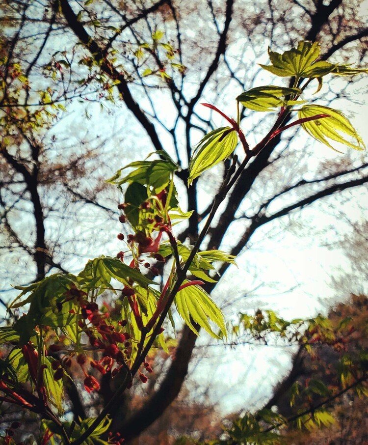 おはよーございます。

暖かいハルアサ。
やわらかいモミヂ葉っぱと花が。
ゆさゆさとブランコこぐように揺れておりました。

リズミカルに一日を。


#sky #spring #tree #love #moritaMiW #春 #空 #モミヂ #佳い一日の始まり