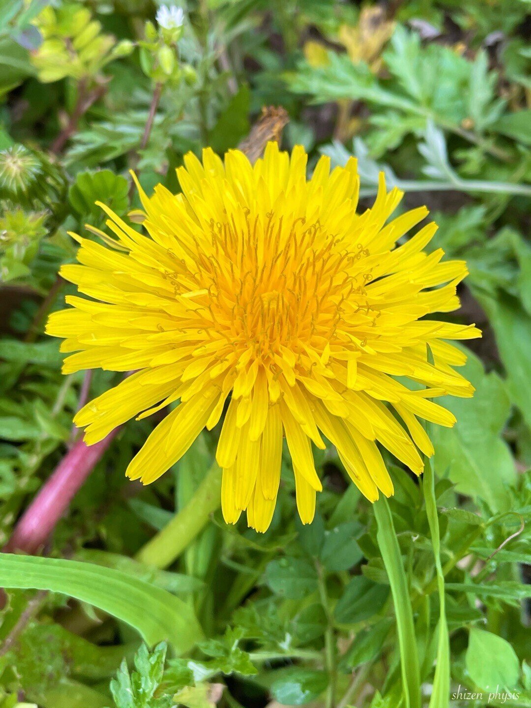 天赦日 一粒万倍日 寅の日 とっても縁起の良い日です Oˆーˆo あなたの幸せの種は いずれ お花畑のように咲き誇ります 今日もあなたが 笑顔いっぱいの一日でありますように た 自然 Note