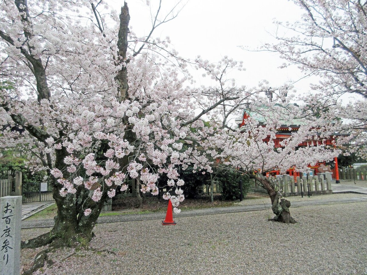 10a．山城ゑびす神社前の桜