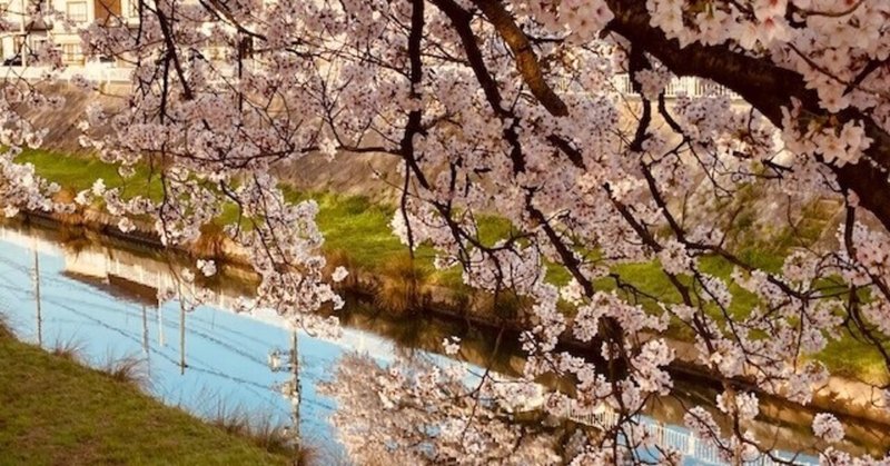 袋川の桜に癒される朝の時間