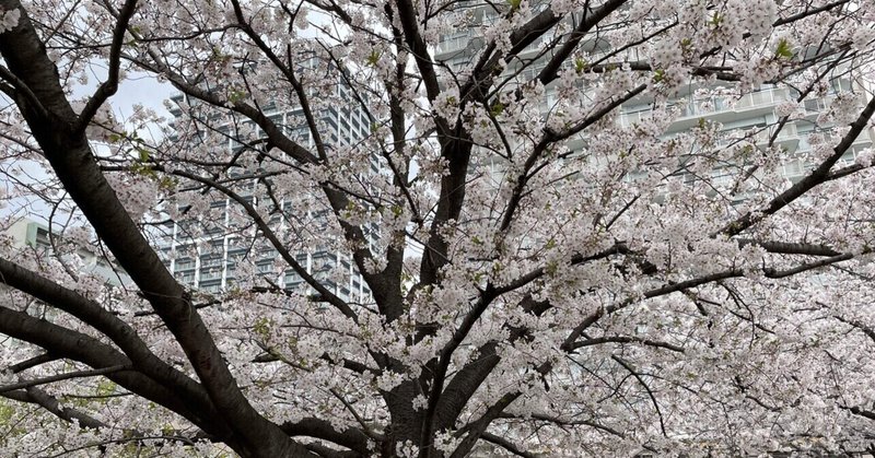 佃の桜🌸