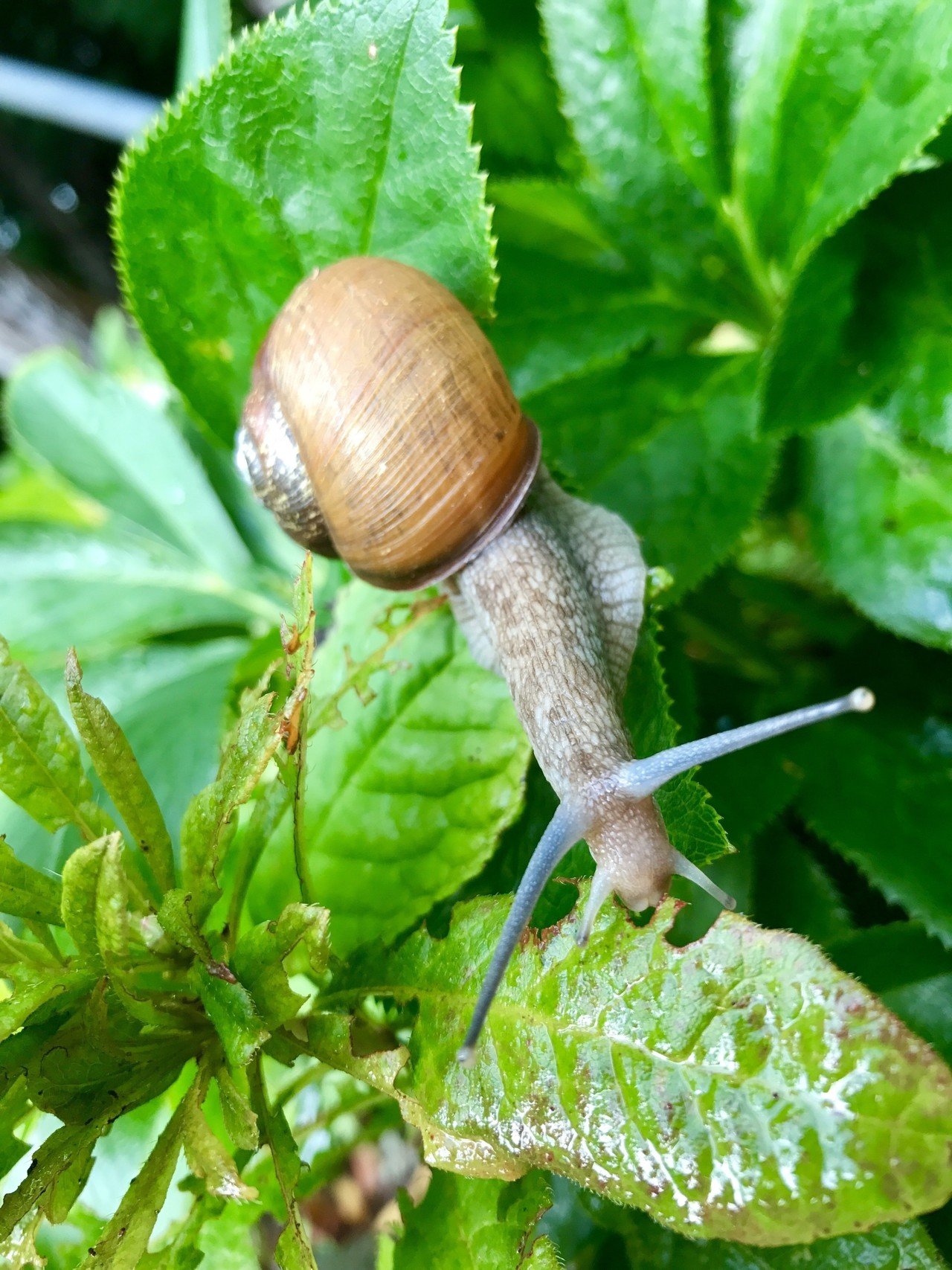 雨上がりのカタツムリに出会った ナメクジだとヒェってなるけど カタツムリだとほっこりする カラありとカラなしの差が大きい 舛田光洋マスダミツヒロ Note 雨上がりのカタツムリに出会った ナメクジだとヒェってなるけど カタツムリだとほっこりする カラありとカラなしの差が大きい 舛田光洋マスダミツヒロ Note