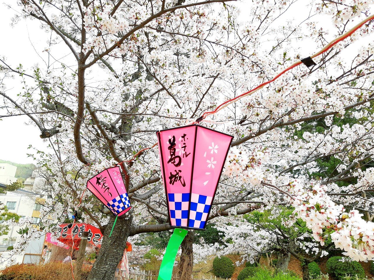 サクラさくら桜に魅せられて 山田幸子フリーアナウンサー Note サクラさくら桜に魅せられて 山田幸子フリーアナウンサー Note