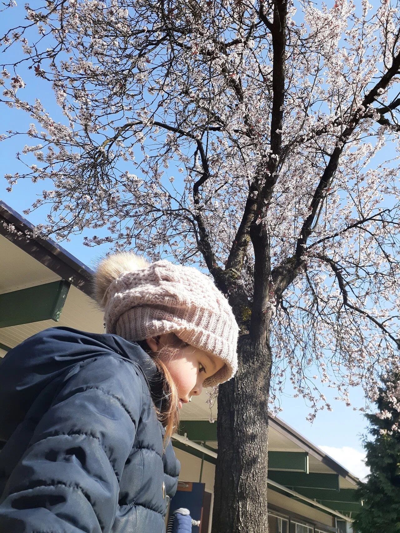 バンクーバーは 様々な桜 が植わっています 2月後半から5月半ばまで 桜を楽しむことができます 息子君の学校の桜は今が見頃 ご近所のソメイヨシノは開き始めました バンクーバーの春は桜とと ふさみん Note