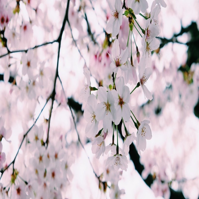桜はなぜ美しいのか 和歌と俳句を辿りながら 散る桜の美しさと 記憶や祈りとの連関を考える かぜかおる Kaze Kaoru Note