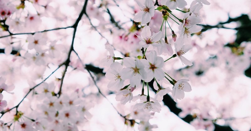 桜はなぜ美しいのか - 和歌と俳句を辿りながら、散る桜の美しさと、記憶や祈りとの連関を考える -