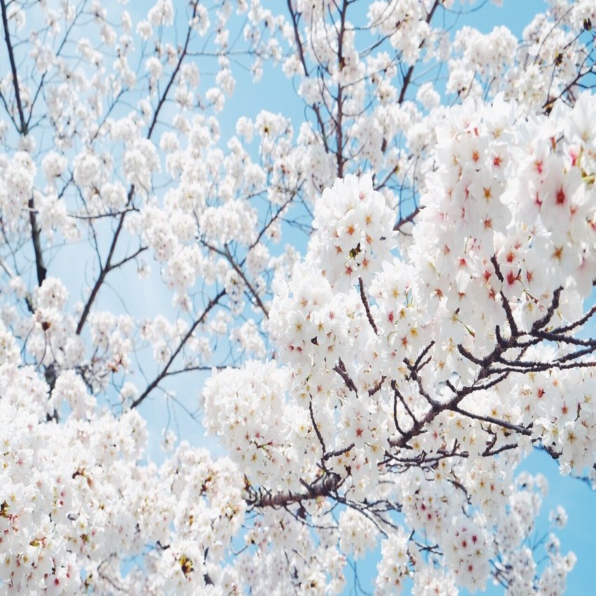 桜はなぜ美しいのか 和歌と俳句を辿りながら 散る桜の美しさと 記憶や祈りとの連関を考える かぜかおる Kaze Kaoru Note