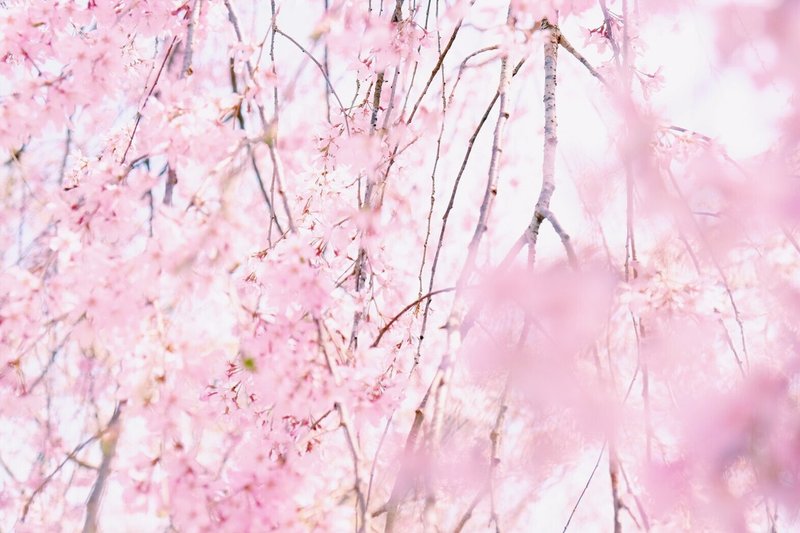 桜はなぜ美しいのか 和歌と俳句を辿りながら 散る桜の美しさと 記憶や祈りとの連関を考える かぜかおる Kaze Kaoru Note 桜はなぜ美しいのか 和歌と俳句を辿りながら 散る桜の美しさと 記憶や祈りとの連関を考える かぜかおる Kaze Kaoru Note