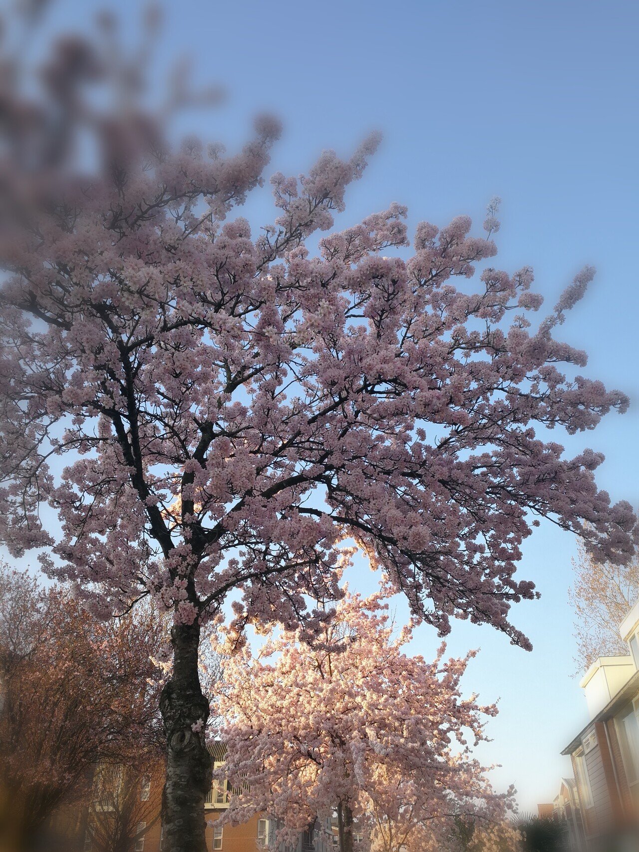 長い長い冬のあと やっとオランダにも春がやって来ました 桜満開 知らず知らずのうちに蕾をつけて 花開く準備をしていたんですね 冬には冬の 春には春の過ごし方がある あなたは今 なお 心と体のセラピスト オランダ Note
