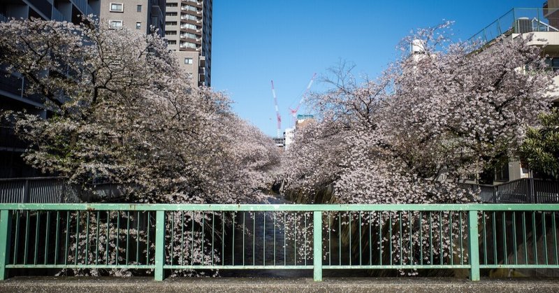Cherry Blossoms along Kanda river