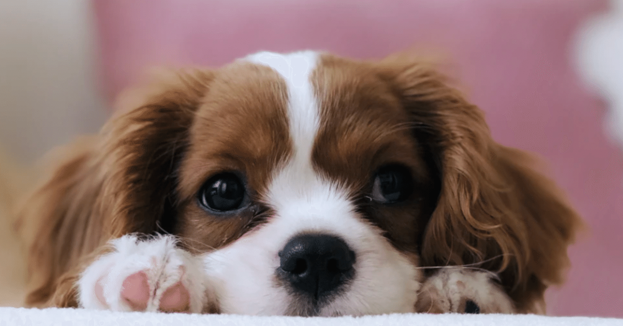 犬の頭の中 と 人の頭の中 Kazuya Takahashi 髙橋一也 ３分で読める実践型学習理論コラム Note